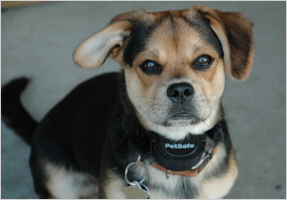 Tracy Davis' dog
