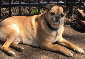 Tracy Davis' dog